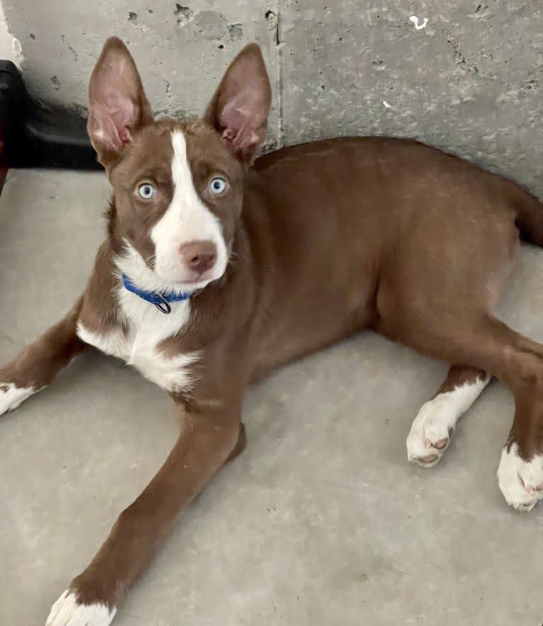 Sabine, a Siberian Husky and American Pit Bull Terrier mix tested with EmbarkVet.com