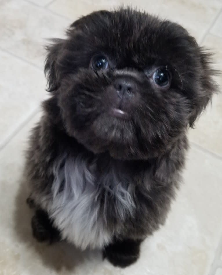 Morpheus, a Shih Tzu tested with EmbarkVet.com