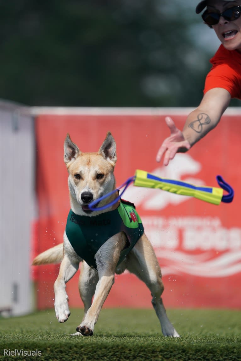 Loomy, a Carolina Dog tested with EmbarkVet.com