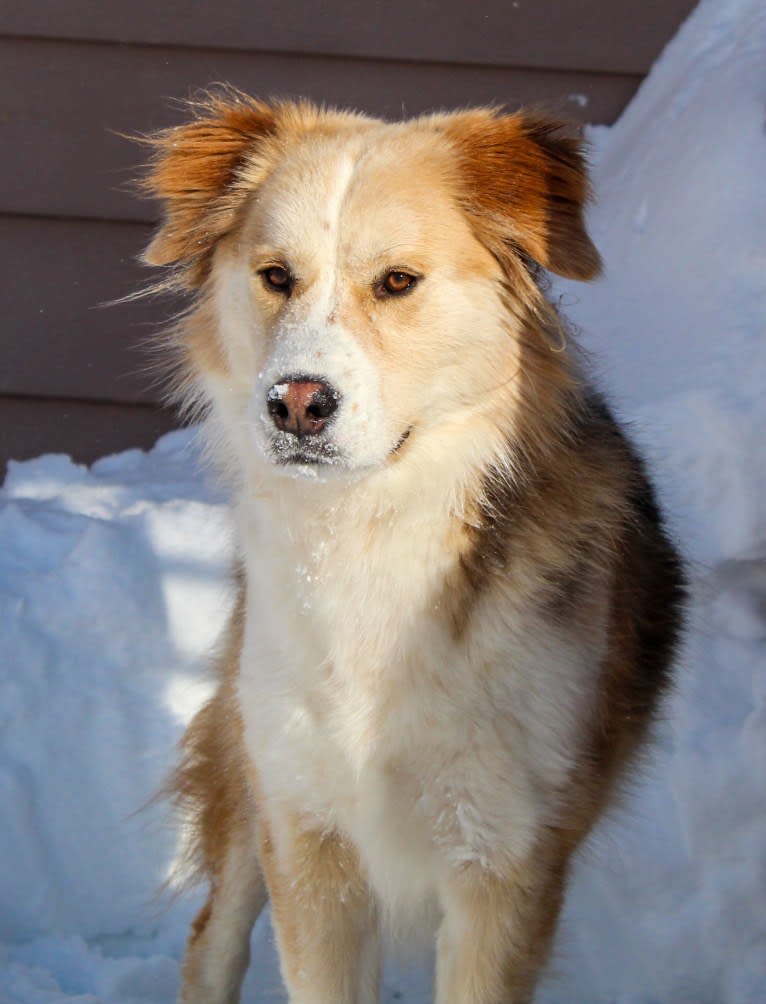 Buckley, a Siberian Husky and Labrador Retriever mix tested with EmbarkVet.com