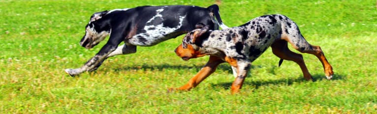 Roux, a Catahoula Leopard Dog tested with EmbarkVet.com