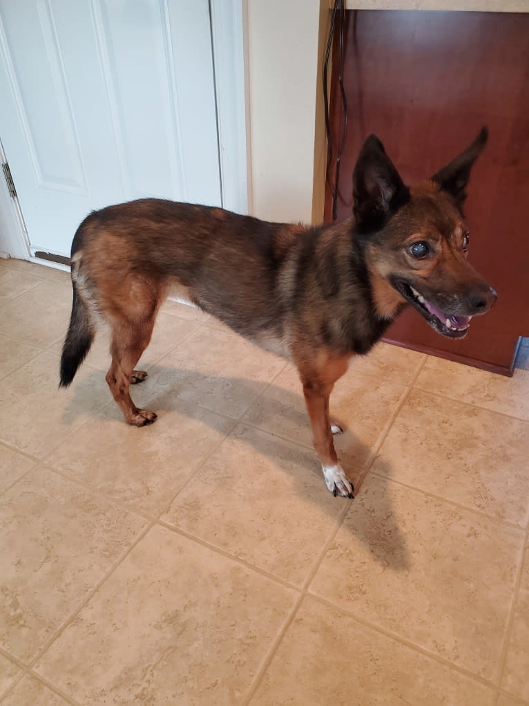 Lady, an European Village Dog and Alaskan Malamute mix tested with EmbarkVet.com