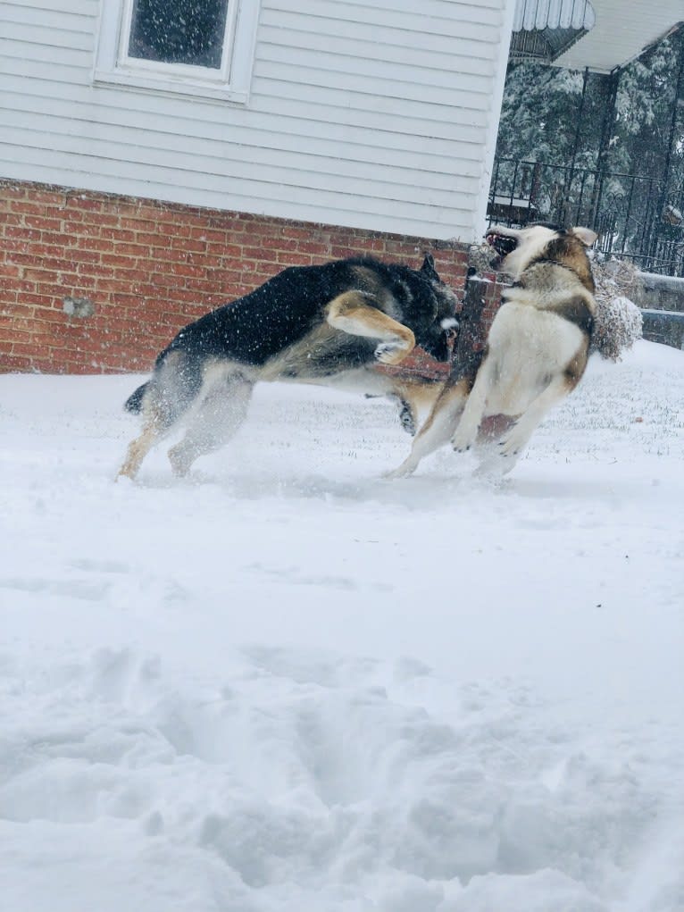 Mattis, a German Shepherd Dog and Alaskan Malamute mix tested with EmbarkVet.com