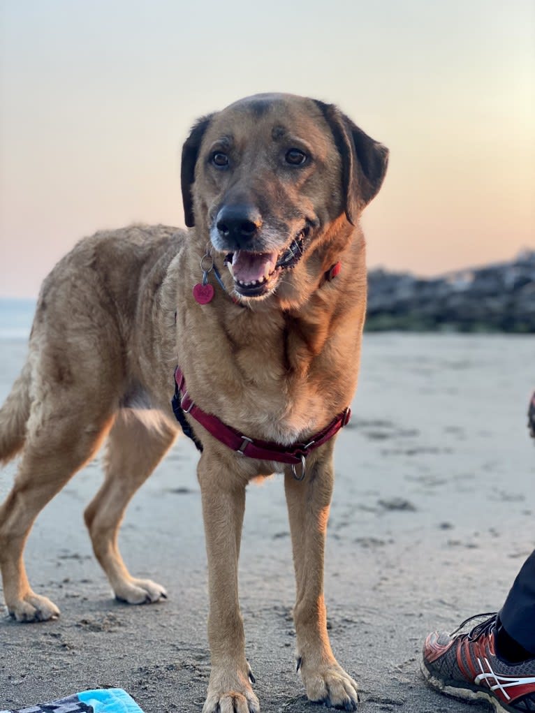 Sansa, a Labrador Retriever and German Shepherd Dog mix tested with EmbarkVet.com