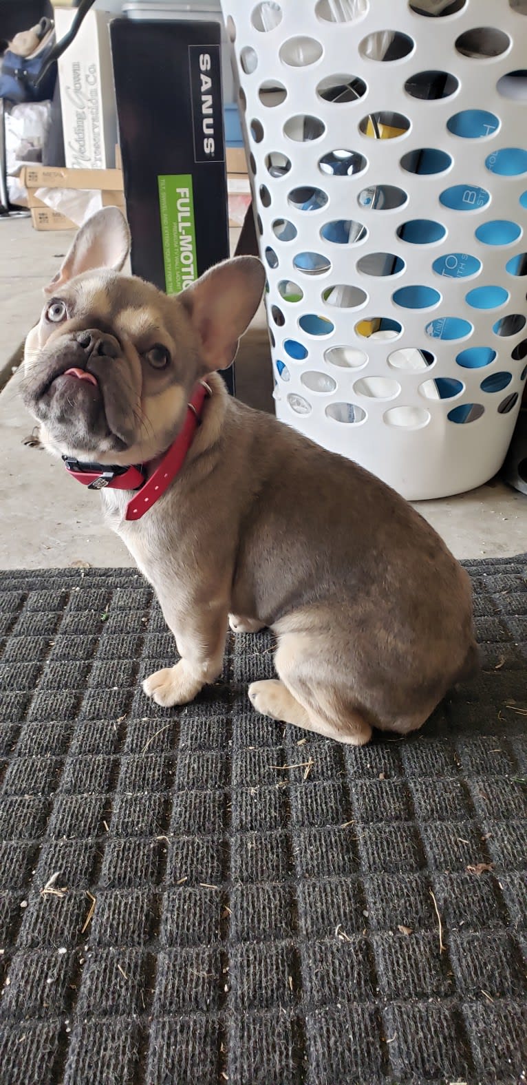 Photo of Pipes, a French Bulldog  in Salt Lake City, UT, USA