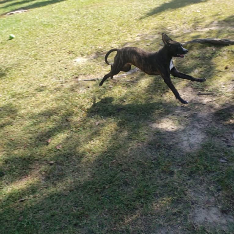 Banjo, an American Pit Bull Terrier and Plott mix tested with EmbarkVet.com