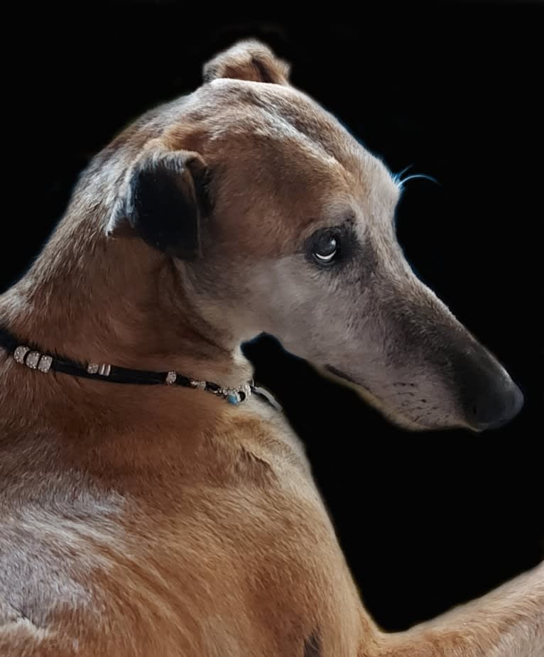 LUCIO, a Spanish Galgo tested with EmbarkVet.com