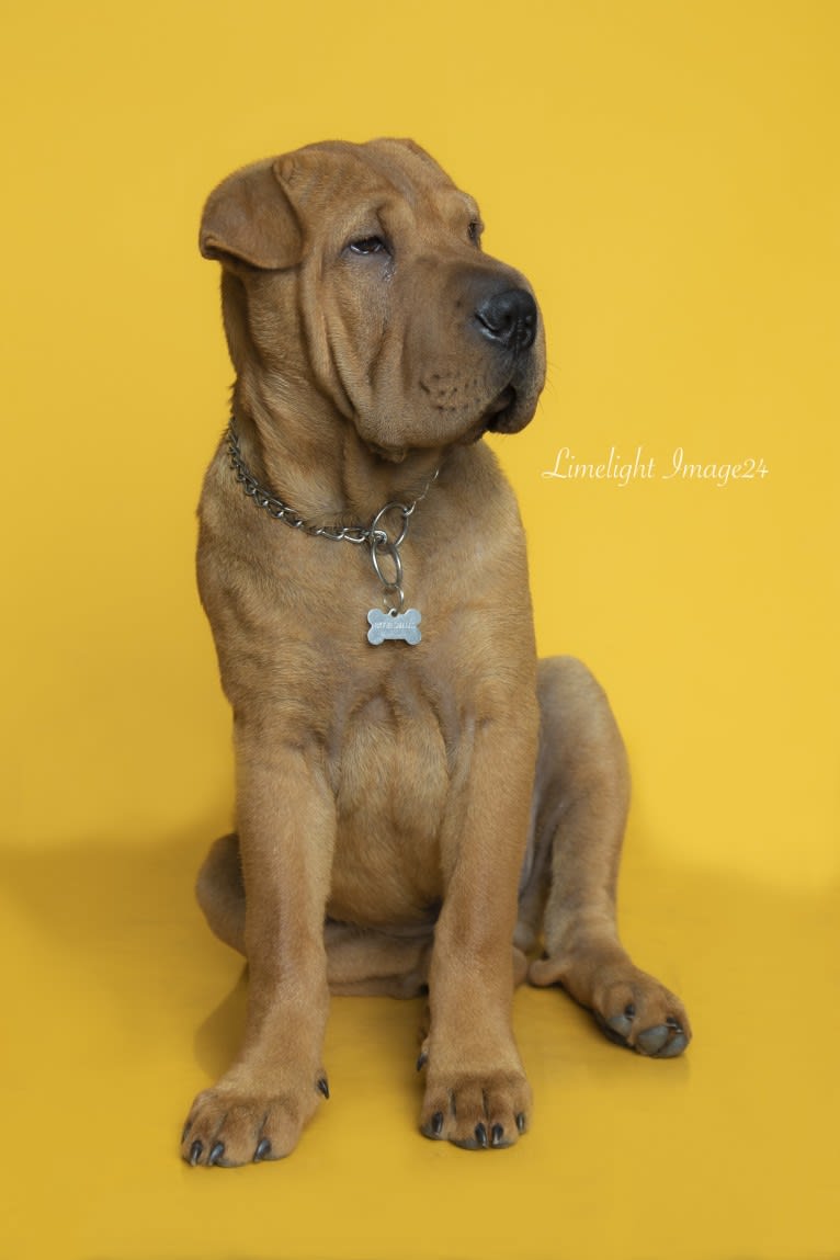 Biggie Small, a Chinese Shar-Pei tested with EmbarkVet.com