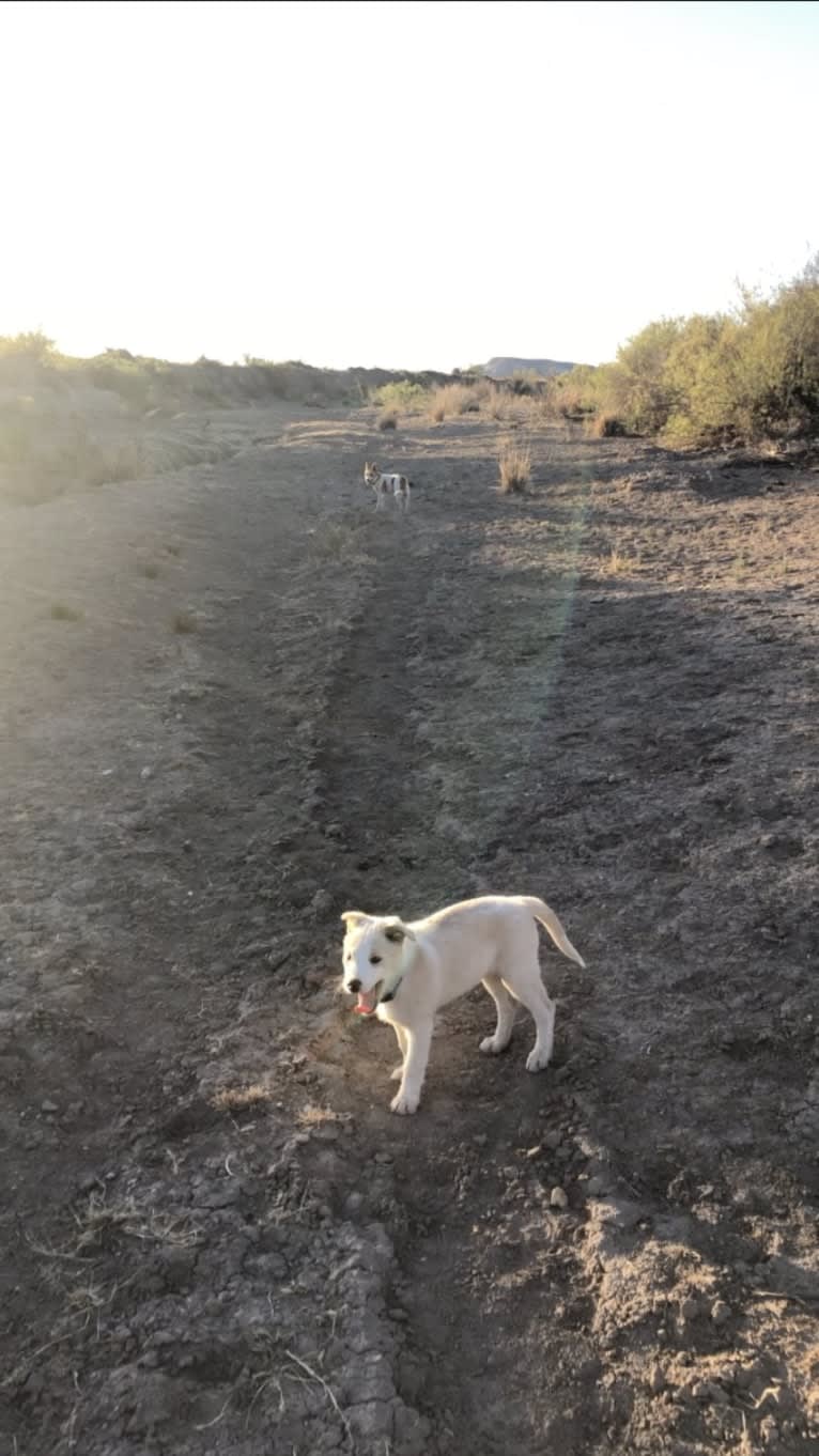 Kiva, a Border Collie and Australian Cattle Dog mix tested with EmbarkVet.com