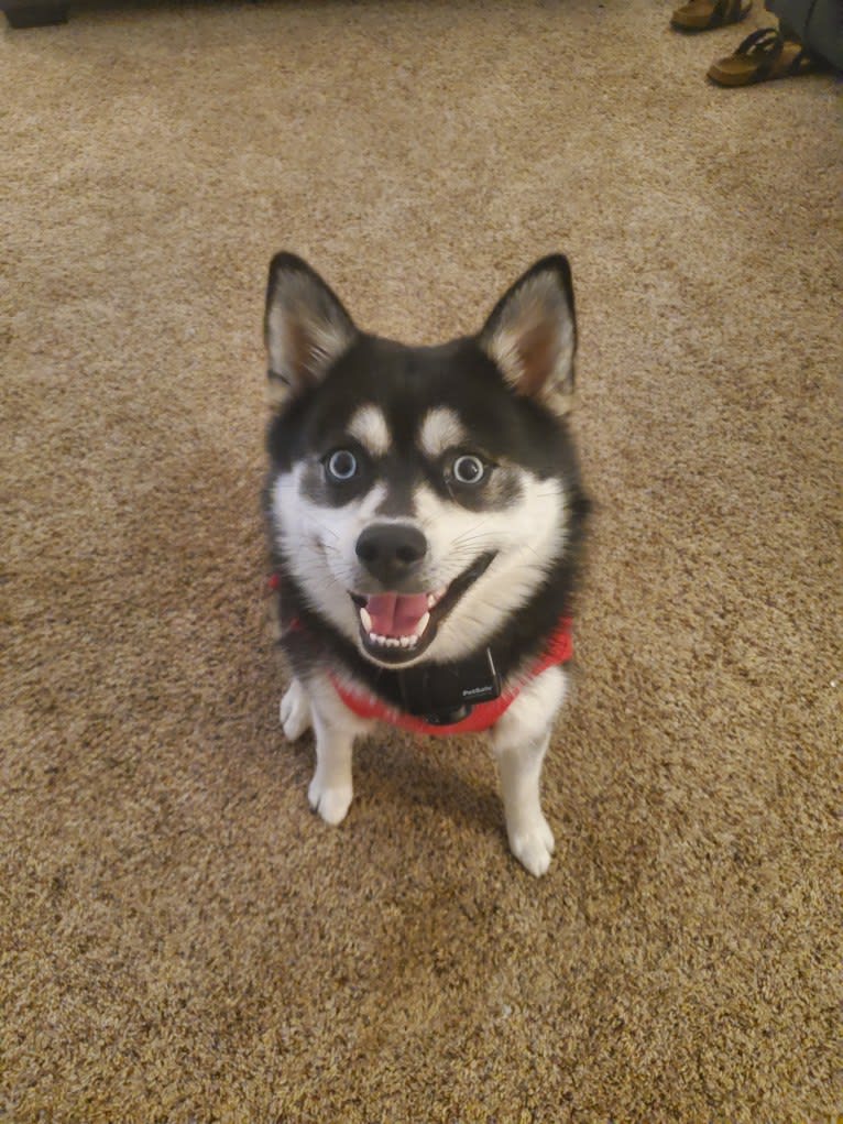 Skye, a Pomsky tested with EmbarkVet.com