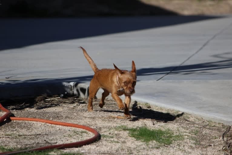 Mochi, a Miniature Pinscher and Poodle (Small) mix tested with EmbarkVet.com