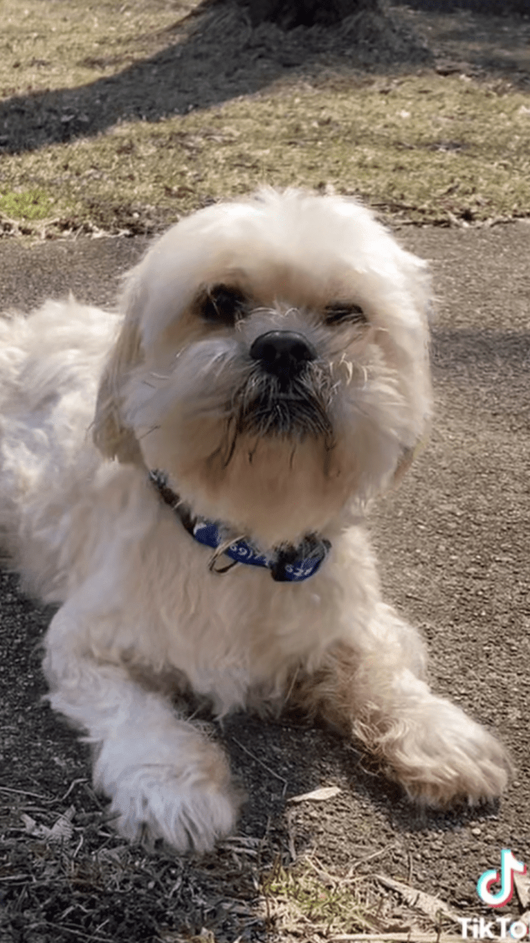 Ziggy Stardust, a Lhasa Apso and Shih Tzu mix tested with EmbarkVet.com