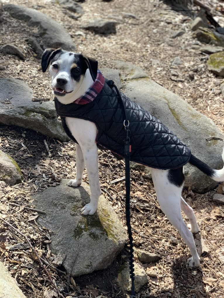 Santino, a German Shorthaired Pointer and Rat Terrier mix tested with EmbarkVet.com