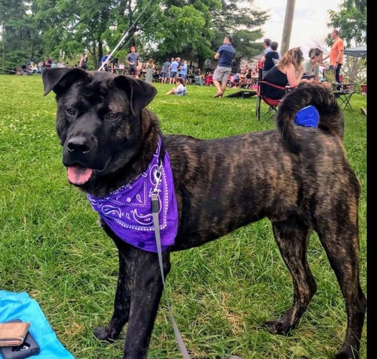 Whiskey Biscuit, a Chow Chow and Boxer mix tested with EmbarkVet.com