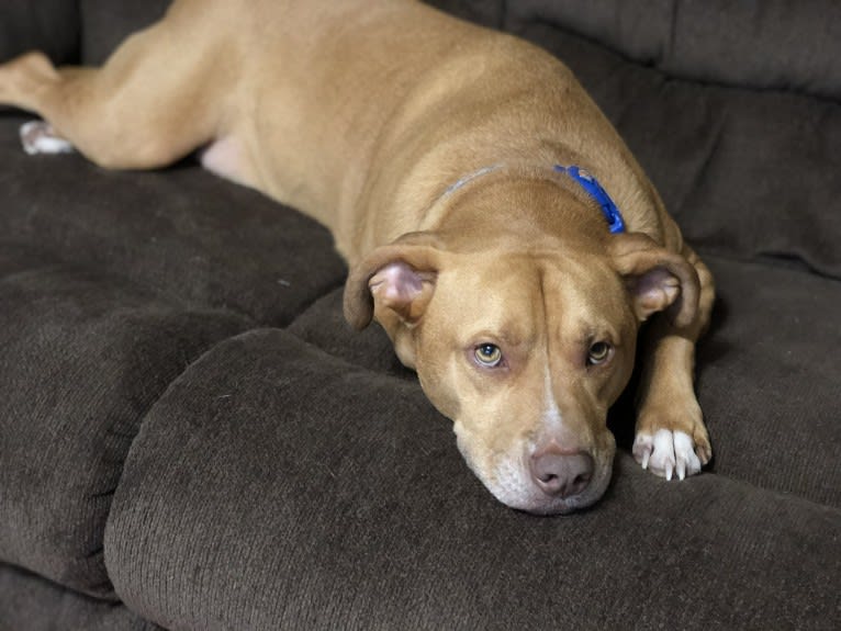 Rudolph (Rudy), an American Pit Bull Terrier and Boxer mix tested with EmbarkVet.com