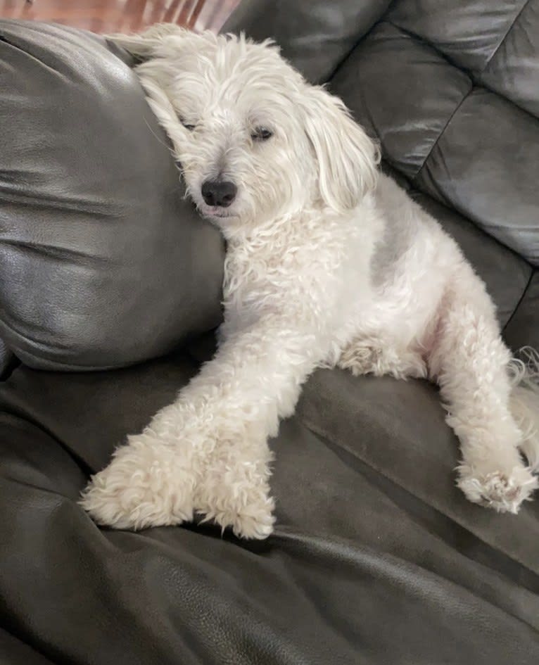 Jack, a Chinese Crested tested with EmbarkVet.com