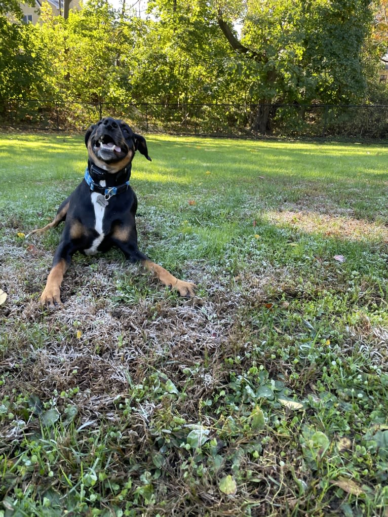 Andy, a Treeing Walker Coonhound and Redbone Coonhound mix tested with EmbarkVet.com