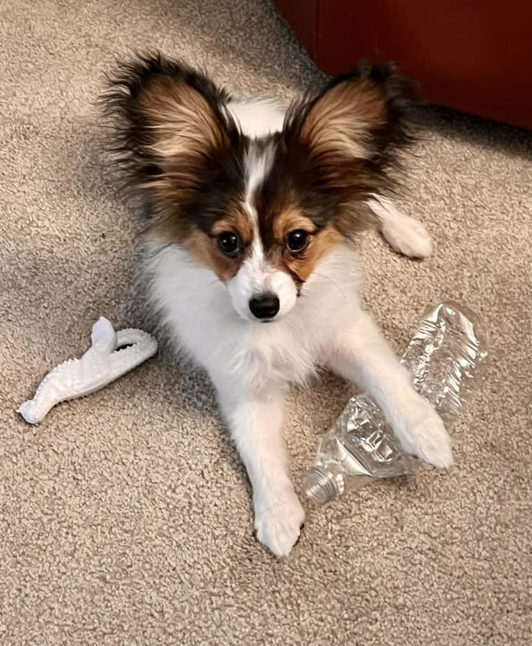 Cowboy, a Papillon tested with EmbarkVet.com