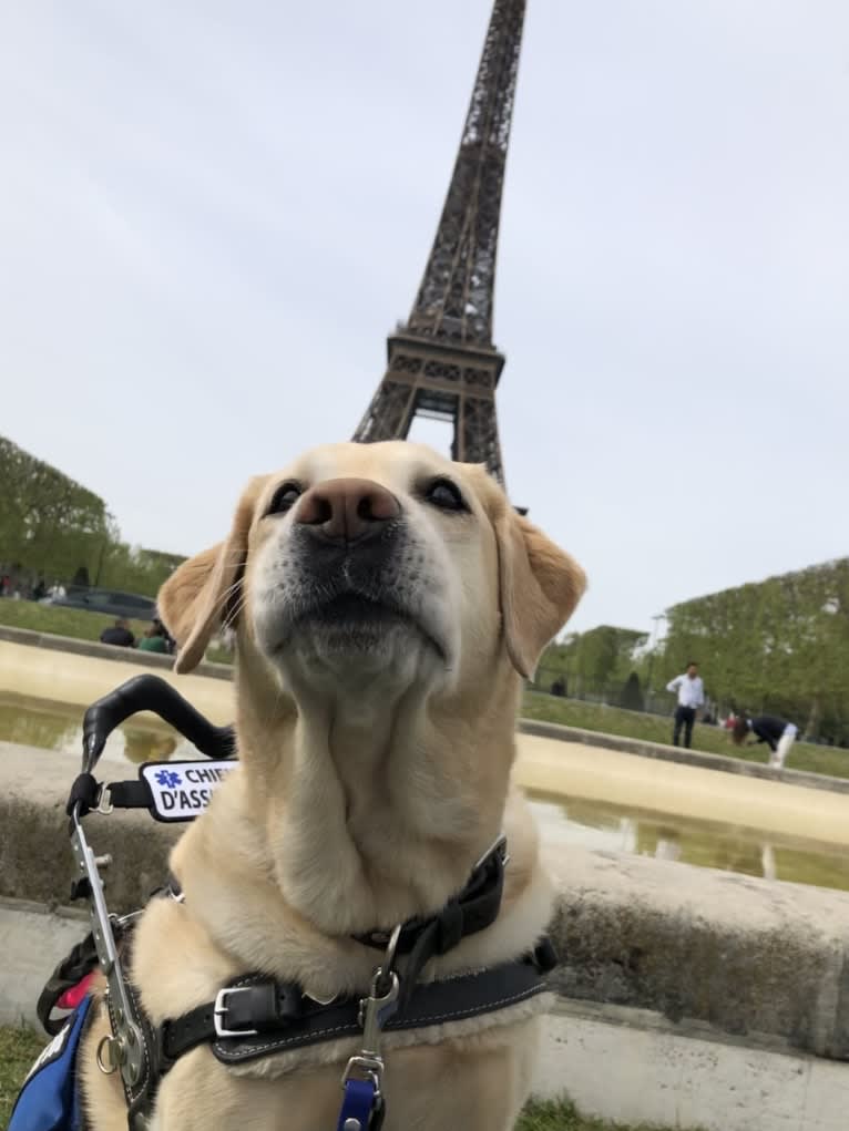 Brae, a Labrador Retriever tested with EmbarkVet.com