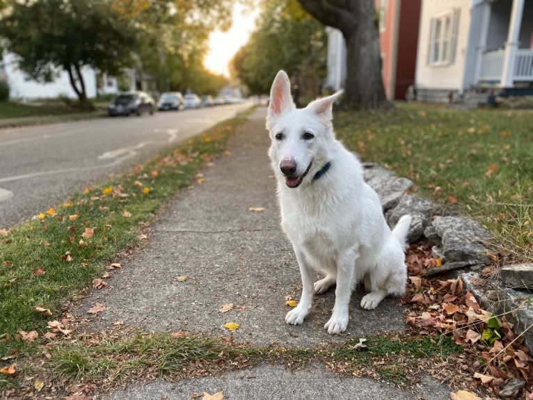 Lawine, a German Shepherd Dog tested with EmbarkVet.com