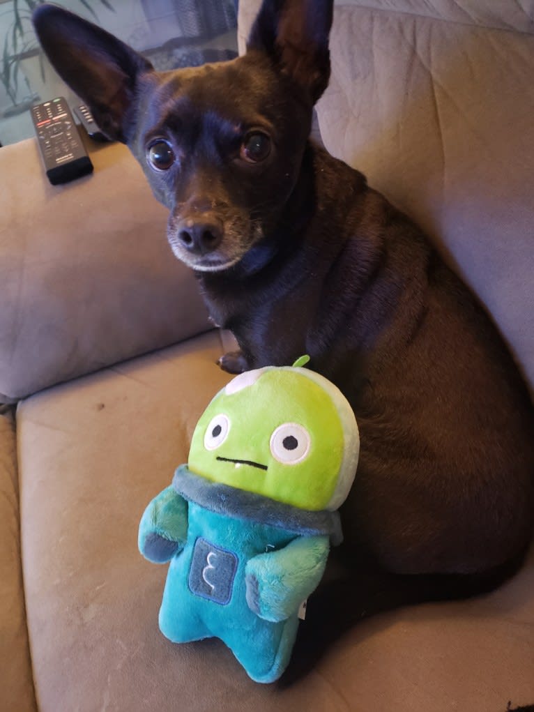 Jack, a Chihuahua and Poodle (Small) mix tested with EmbarkVet.com