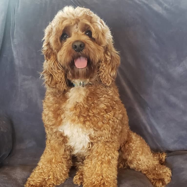 Gambit, a Cockapoo tested with EmbarkVet.com