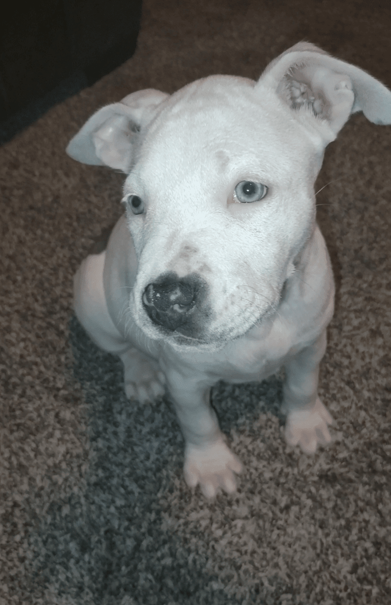 Khaleesi, an American Bully tested with EmbarkVet.com