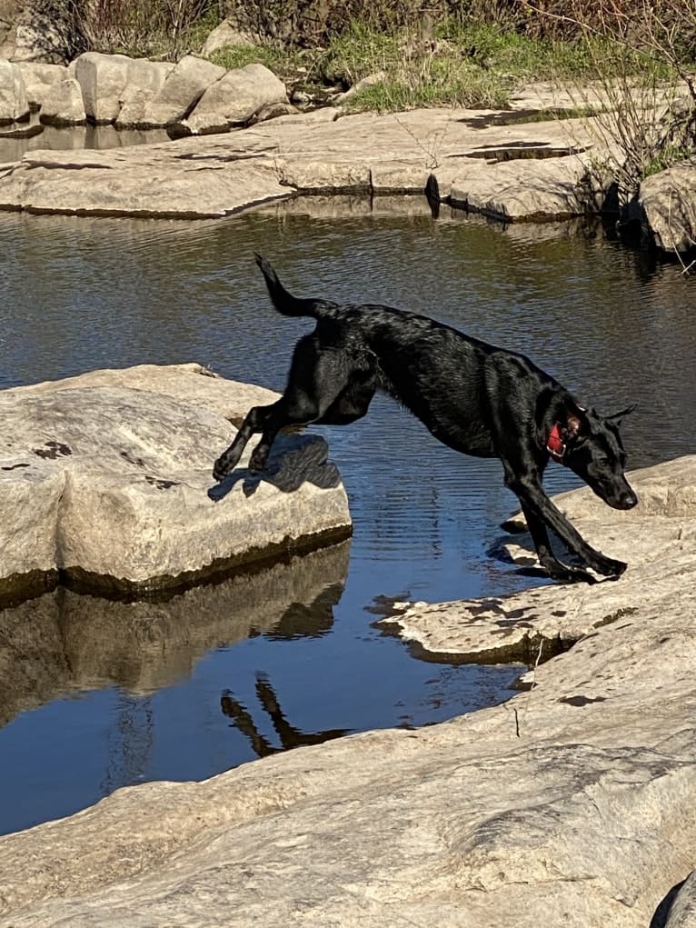 Onyx, a Labrador Retriever and Doberman Pinscher mix tested with EmbarkVet.com