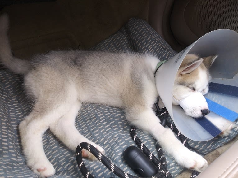 Everest, a Gerberian Shepsky tested with EmbarkVet.com