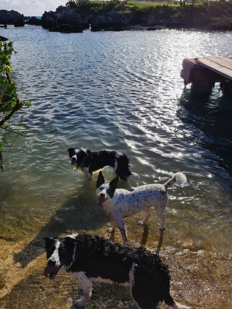 Gypsy, a Border Collie tested with EmbarkVet.com