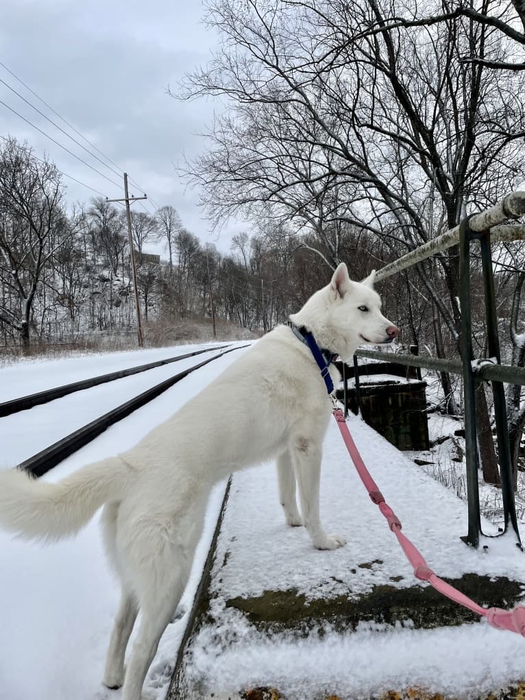 Loki, a Siberian Husky tested with EmbarkVet.com