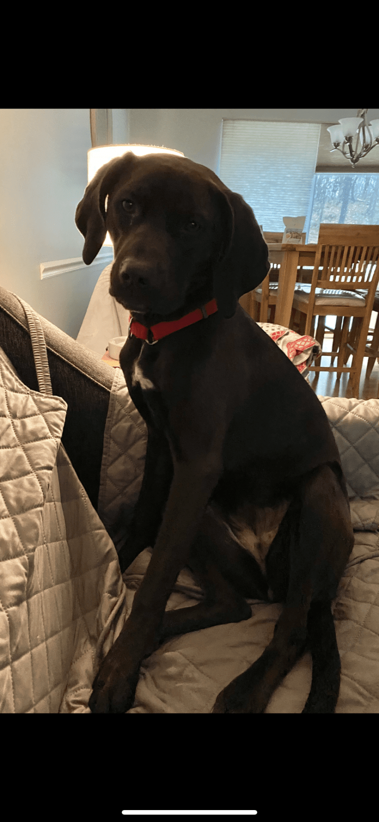 Scarlett, an American Pit Bull Terrier and Black and Tan Coonhound mix tested with EmbarkVet.com