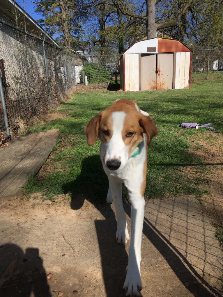 Digby, a Great Dane and Australian Cattle Dog mix tested with EmbarkVet.com