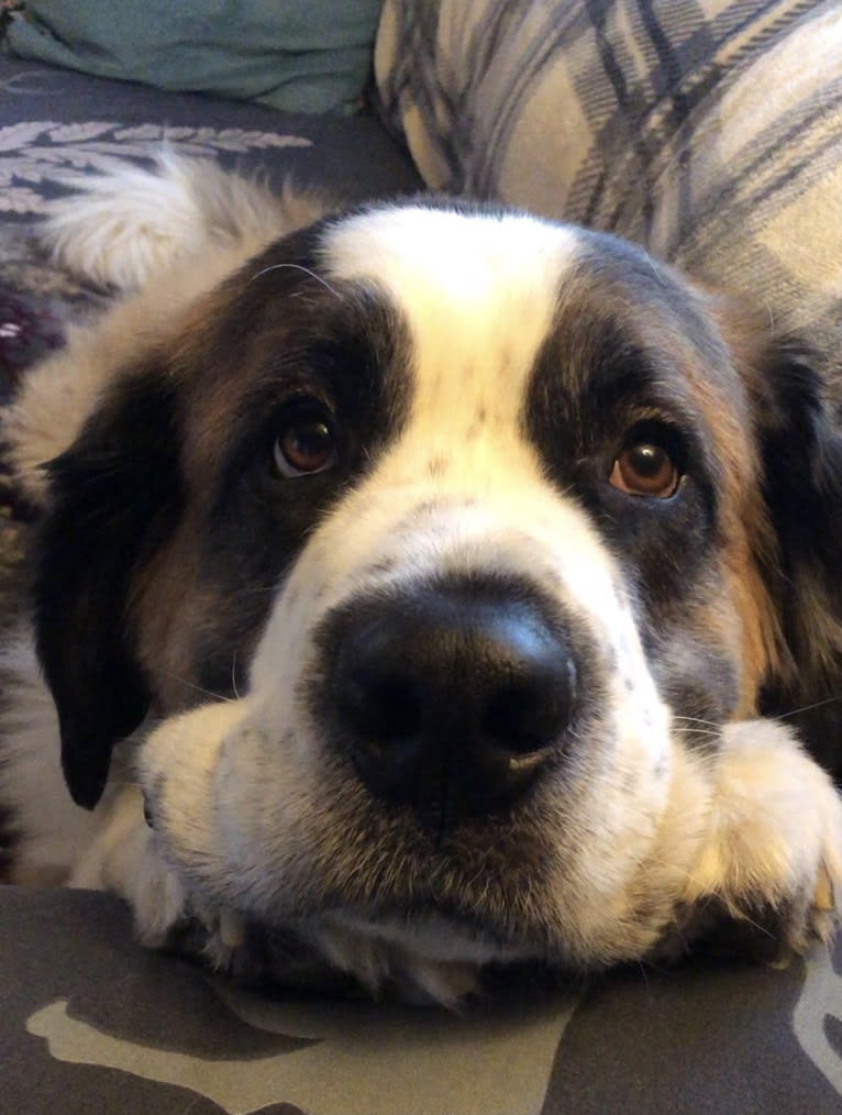 Bear, a Saint Bernard tested with EmbarkVet.com