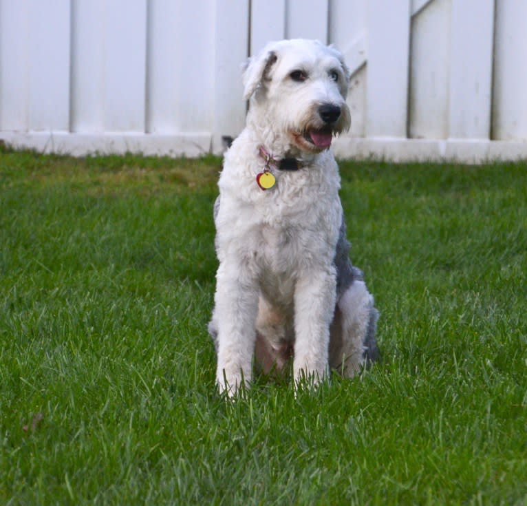 Ella, an Old English Sheepdog tested with EmbarkVet.com