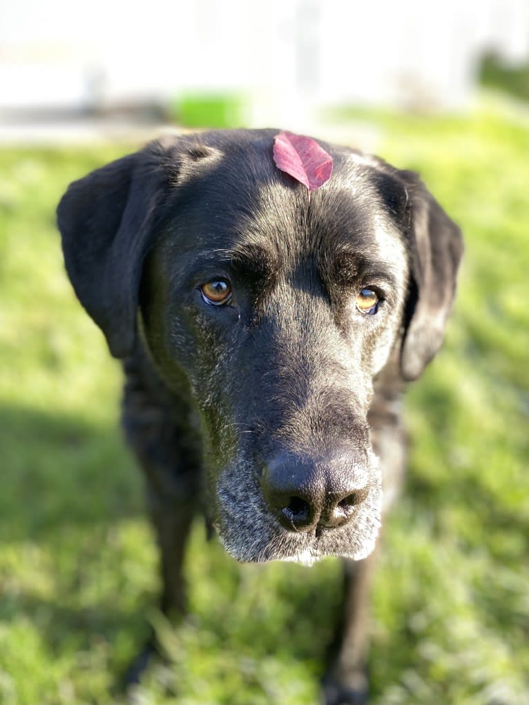 Ula, a Labrador Retriever and Saint Bernard mix tested with EmbarkVet.com