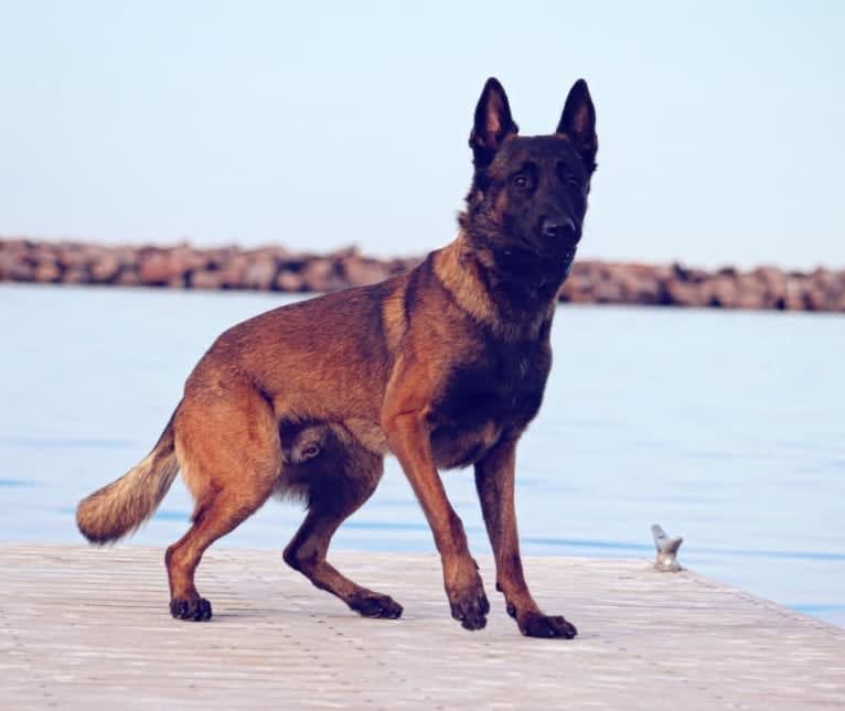 Valor, a Belgian Shepherd tested with EmbarkVet.com