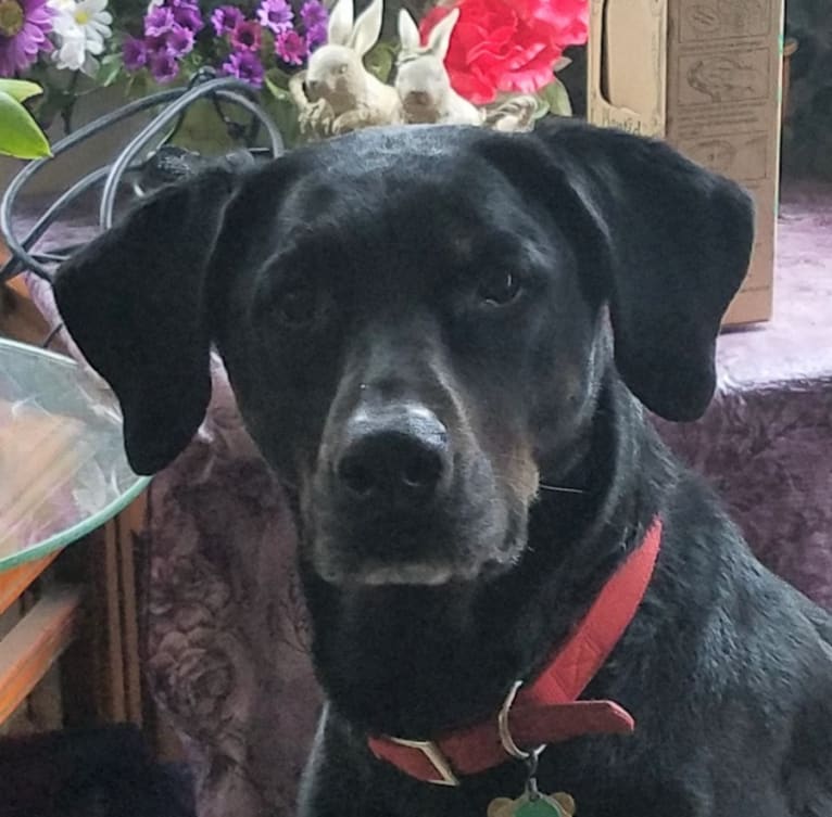 Buddy, a Rottweiler and Labrador Retriever mix tested with EmbarkVet.com