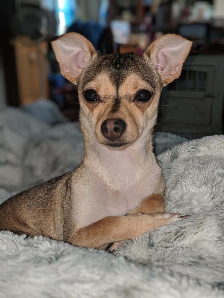 Dexter, a Chihuahua tested with EmbarkVet.com