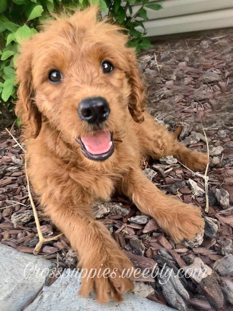 Gray Collar, a Goldendoodle tested with EmbarkVet.com