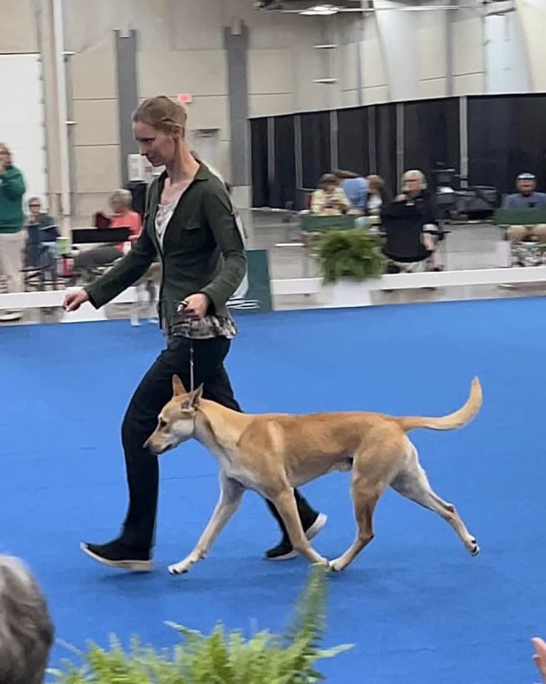 Bones, a Carolina Dog tested with EmbarkVet.com