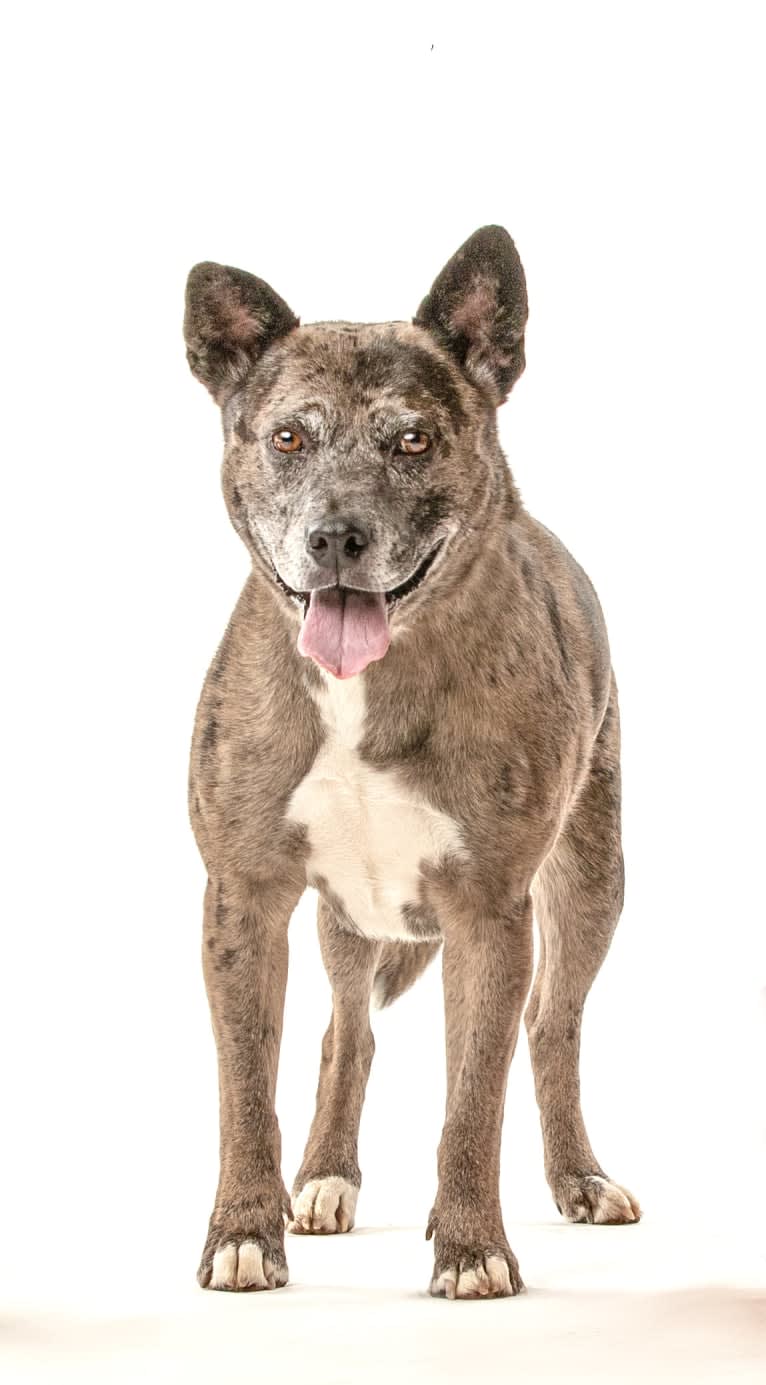 Rusty, an American Pit Bull Terrier and Siberian Husky mix tested with EmbarkVet.com