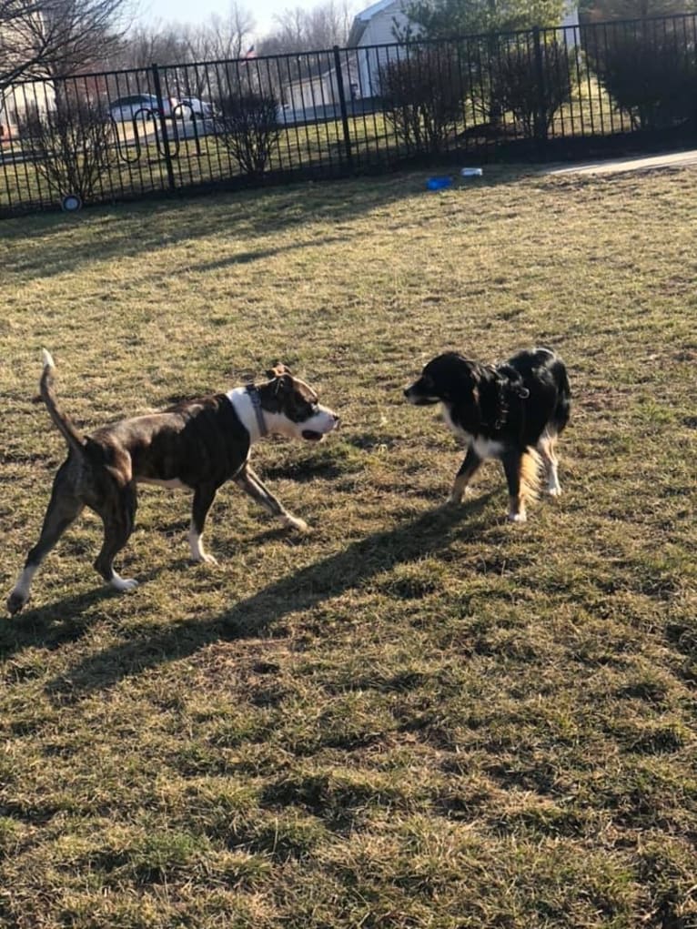 Fenster, an American Pit Bull Terrier and American Staffordshire Terrier mix tested with EmbarkVet.com