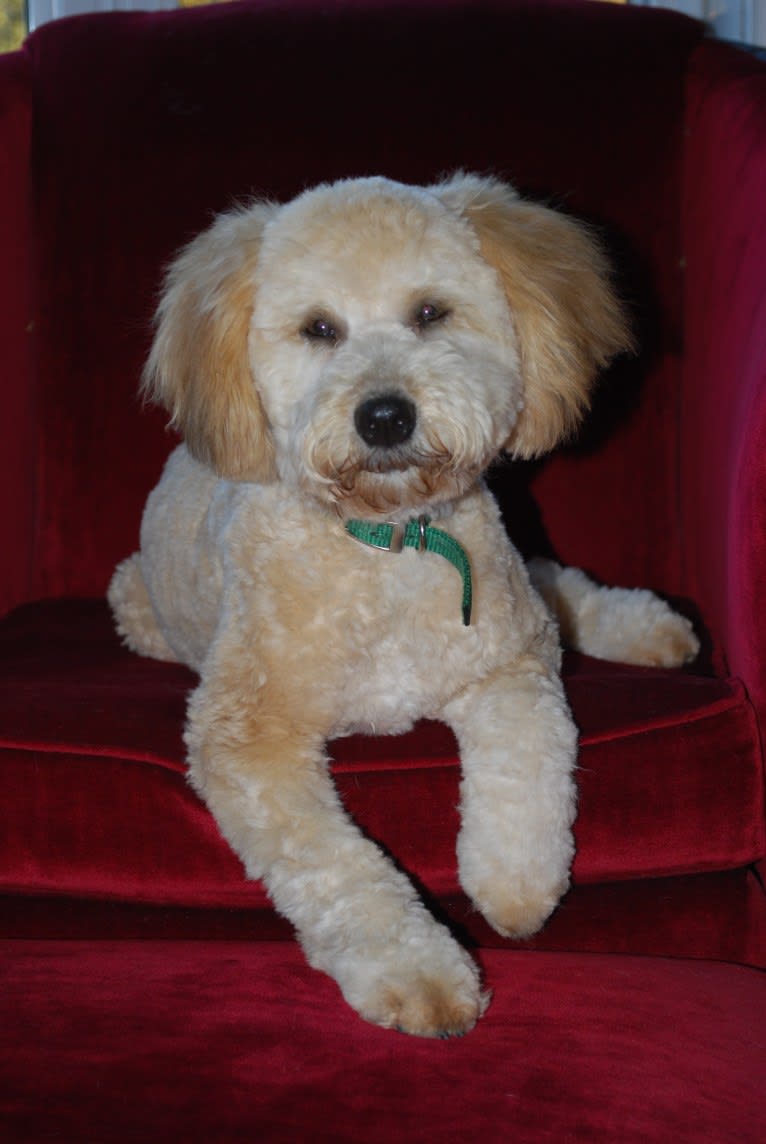 Fig, a Soft Coated Wheaten Terrier and Miniature Schnauzer mix tested with EmbarkVet.com