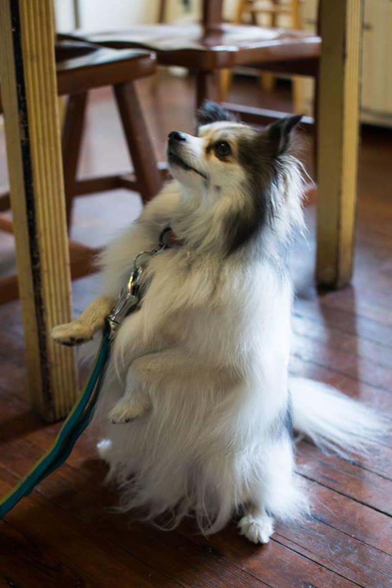 Gus, a Pomeranian and Shetland Sheepdog mix tested with EmbarkVet.com