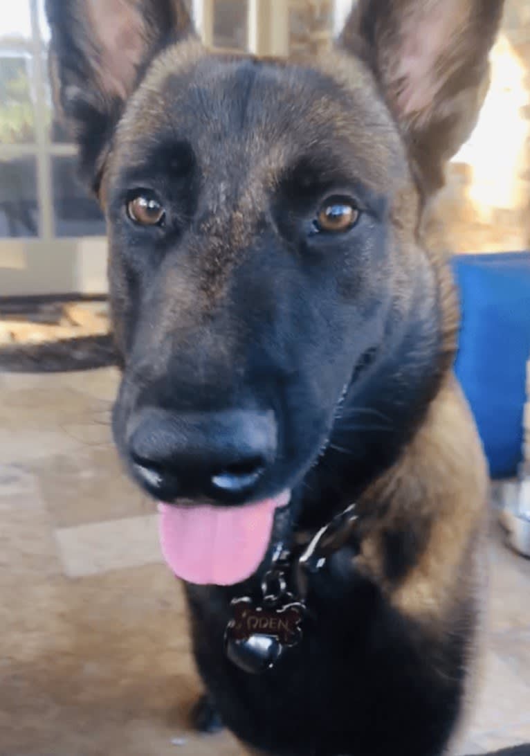 Oden, a Belgian Shepherd tested with EmbarkVet.com