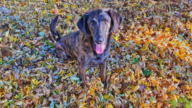 Zoe, a Labrador Retriever and German Shepherd Dog mix tested with EmbarkVet.com