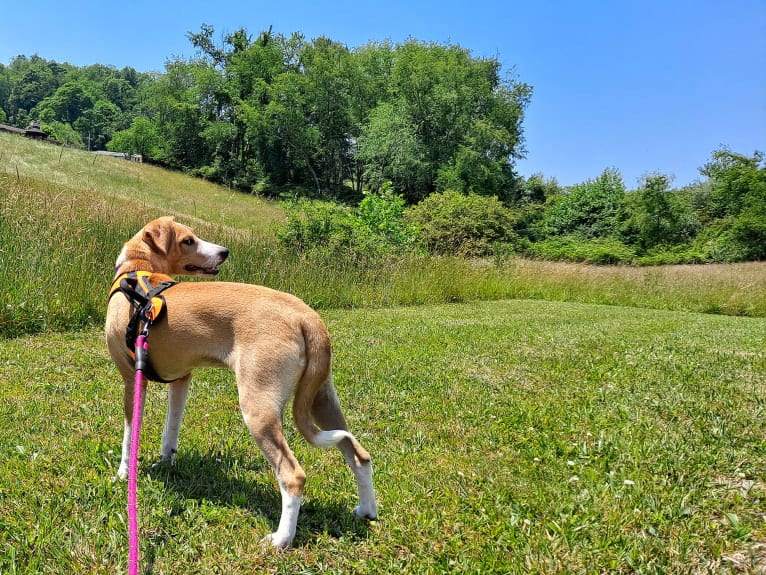 Stella, a Rat Terrier and Mountain Cur mix tested with EmbarkVet.com