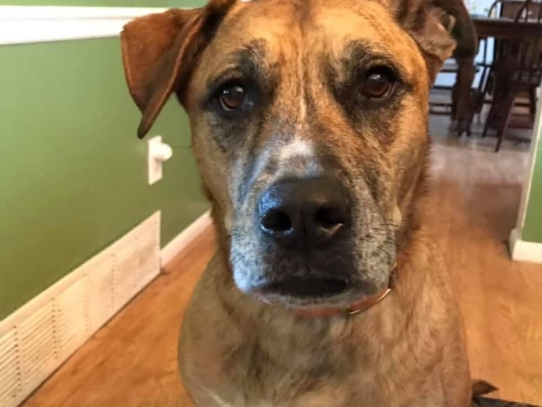 Chubs, an American Bulldog and Siberian Husky mix tested with EmbarkVet.com