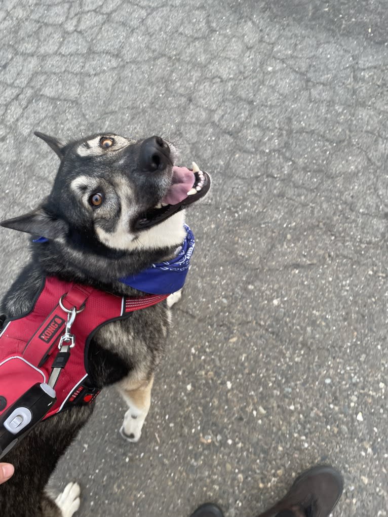 Gizmo, a Siberian Husky and German Shepherd Dog mix tested with EmbarkVet.com